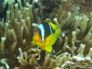 Makadi-Bay-05-2022-195
