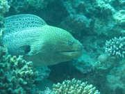 Makadi-Bay-05-2022-197