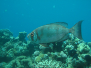 Makadi-Bay-05-2022-198