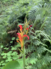 AIDAnova-Kanaren-01-2023-053