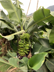 AIDAnova-Kanaren-01-2023-065