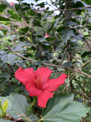 AIDAnova-Kanaren-01-2023-068