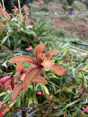 AIDAnova-Kanaren-01-2023-069