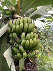 AIDAnova-Kanaren-01-2023-071