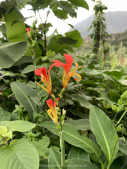 AIDAnova-Kanaren-01-2023-072