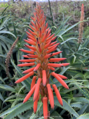 AIDAnova-Kanaren-01-2023-074