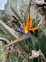 AIDAnova-Kanaren-01-2023-075