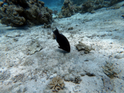 DCIM100GOPROGOPR2217.JPG