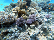 DCIM100GOPROGOPR2256.JPG