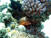 Hurghada-James-and-Mac-064