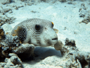 Hurghada-James-and-Mac-066