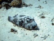 Hurghada-James-and-Mac-067