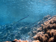 Hurghada-James-and-Mac-070