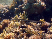 Hurghada-James-and-Mac-071