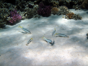 Hurghada-James-and-Mac-074