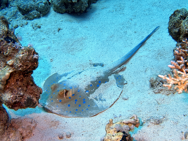 Soma-Bay-04-2024-015