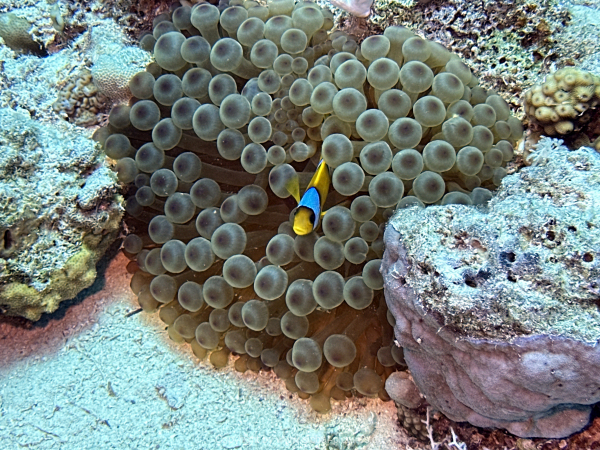 Soma-Bay-04-2024-018