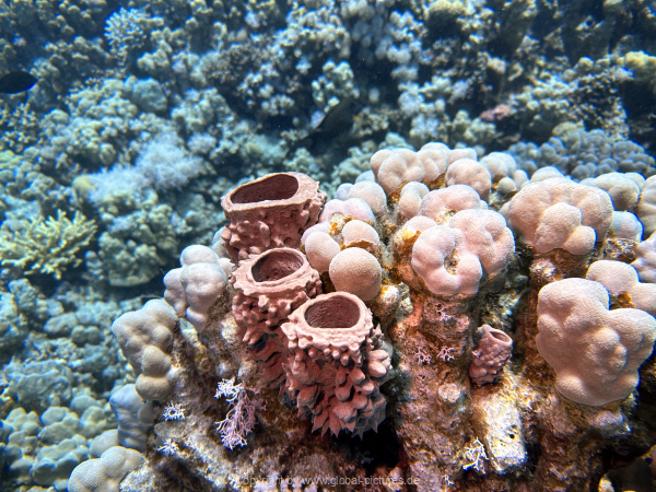 Soma-Bay-04-2024-019