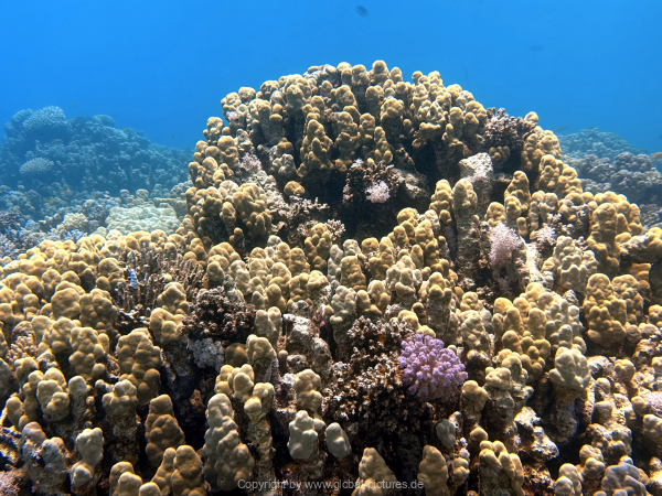 Soma-Bay-04-2024-021