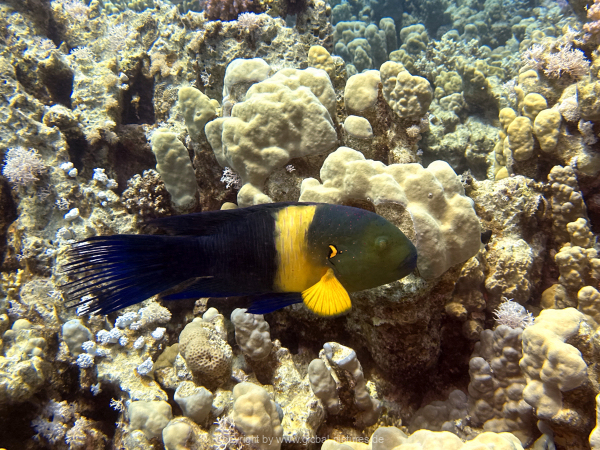 Soma-Bay-04-2024-022