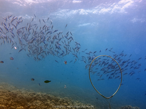 Soma-Bay-04-2024-025