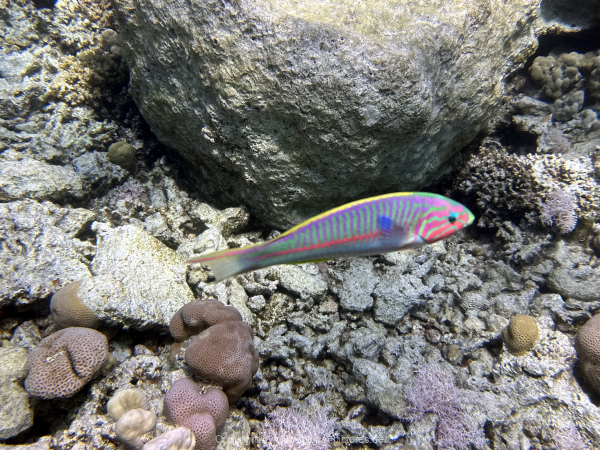 Soma-Bay-04-2024-026