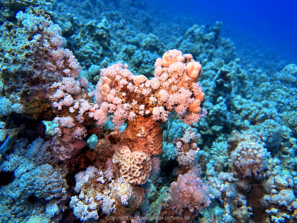 Soma-Bay-04-2024-027