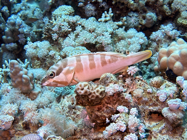 Soma-Bay-04-2024-029