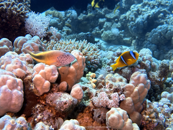 Soma-Bay-04-2024-030