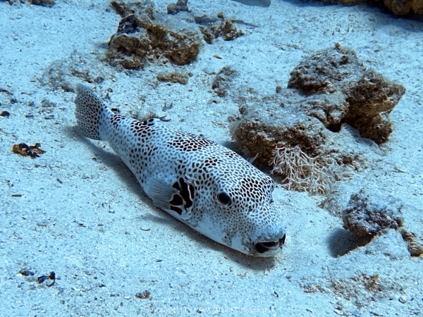 Soma-Bay-04-2024-033