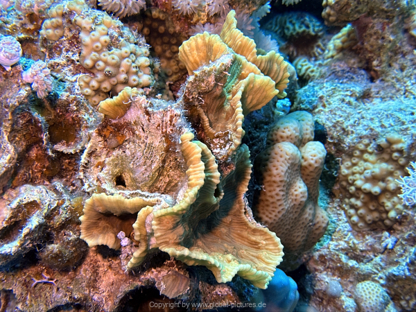 Soma-Bay-04-2024-034