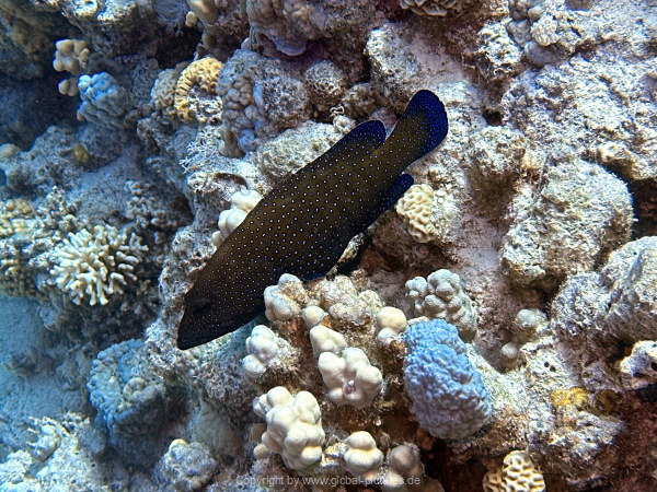 Soma-Bay-04-2024-035