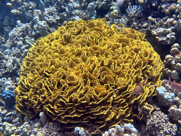 Soma-Bay-04-2024-036