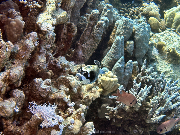 Soma-Bay-04-2024-039