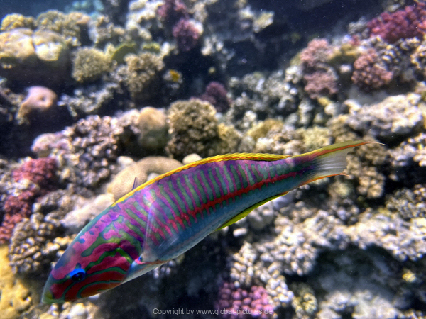 Soma-Bay-04-2024-040