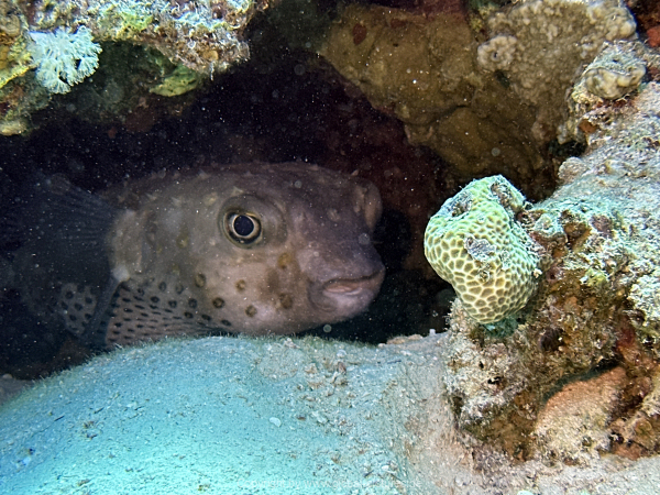 Soma-Bay-04-2024-048