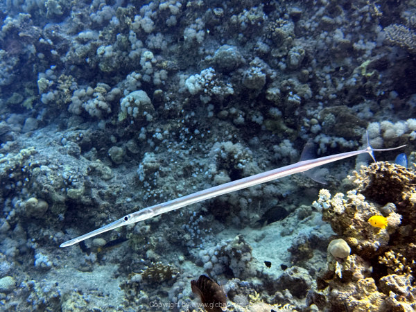 Soma-Bay-04-2024-054