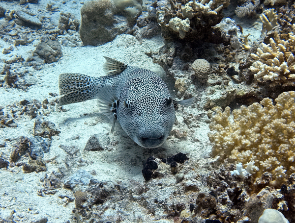 Soma-Bay-04-2024-055