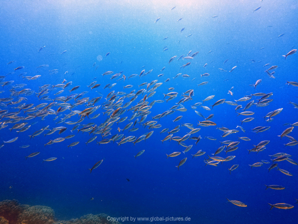 Soma-Bay-04-2024-063