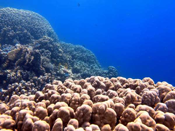 Soma-Bay-04-2024-064