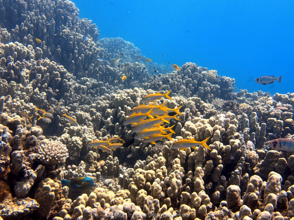 Soma-Bay-04-2024-067