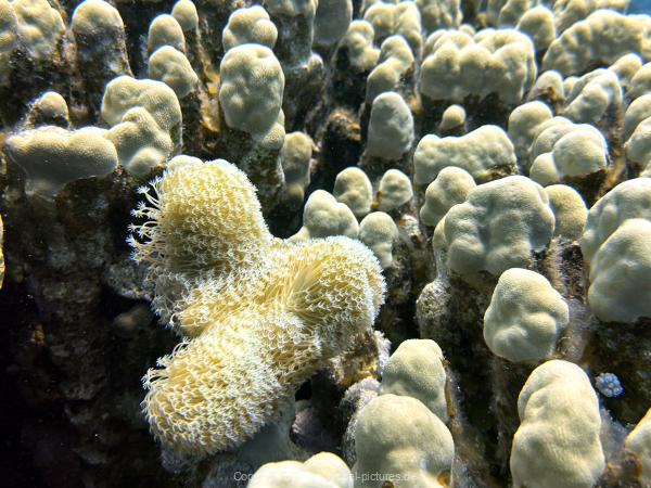 Soma-Bay-04-2024-069