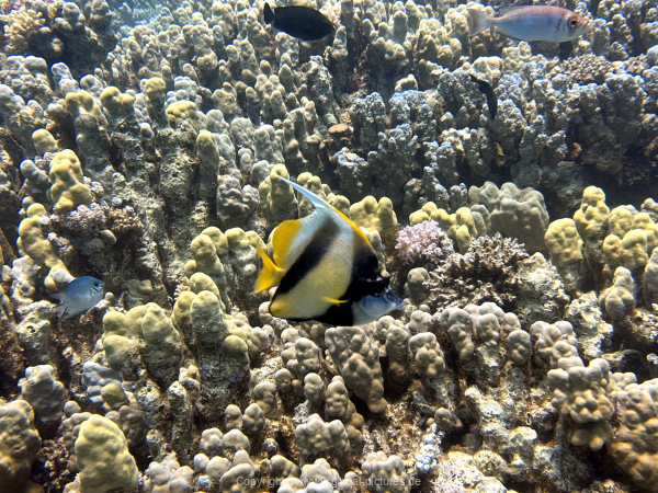 Soma-Bay-04-2024-070