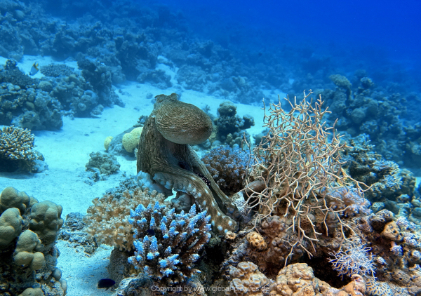 Soma-Bay-04-2024-074