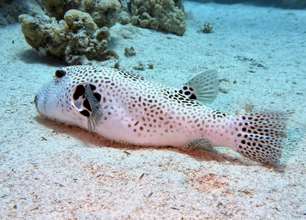 Soma-Bay-04-2024-076