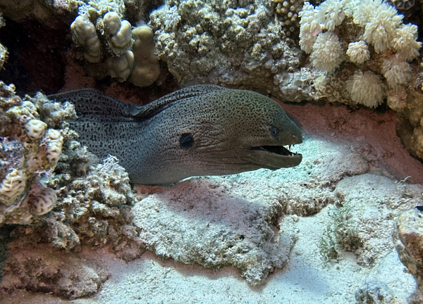 Soma-Bay-04-2024-077