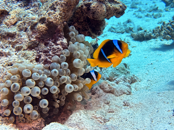 Soma-Bay-04-2024-079