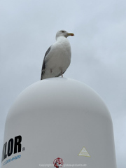 AIDA-Norwegen-06-2025-195