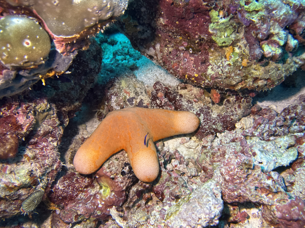 Malediven-Tour-02-2026-mit-MY-Amba-030