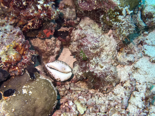 Malediven-Tour-02-2026-mit-MY-Amba-032